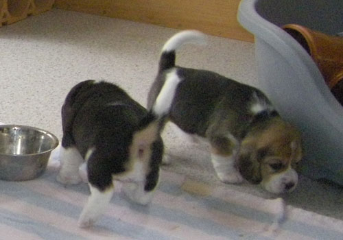 Beaglewelpe in Barsinghausen bei Hannover